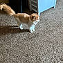 Rosie Mae is registered to the contest to win money with this photo: cat, orange_cat, white_cat, indoor, carpet, furniture, shadow, pet, animal, fluffy, alert, side_view, domestic_cat, whiskers, tail, four_legs, household, home, light, texture