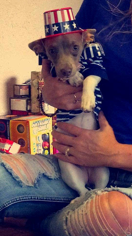 Lexi is registered to the contest to win money with this photo: canidae, carnivore, collar, companion_dog, denim, dog, dog_breed, dog_clothes, dog_collar, dog_supply, fawn, hat, human_leg, knee, party_hat, shipping_box, sporting_group, t_shirt, thigh, working_animal