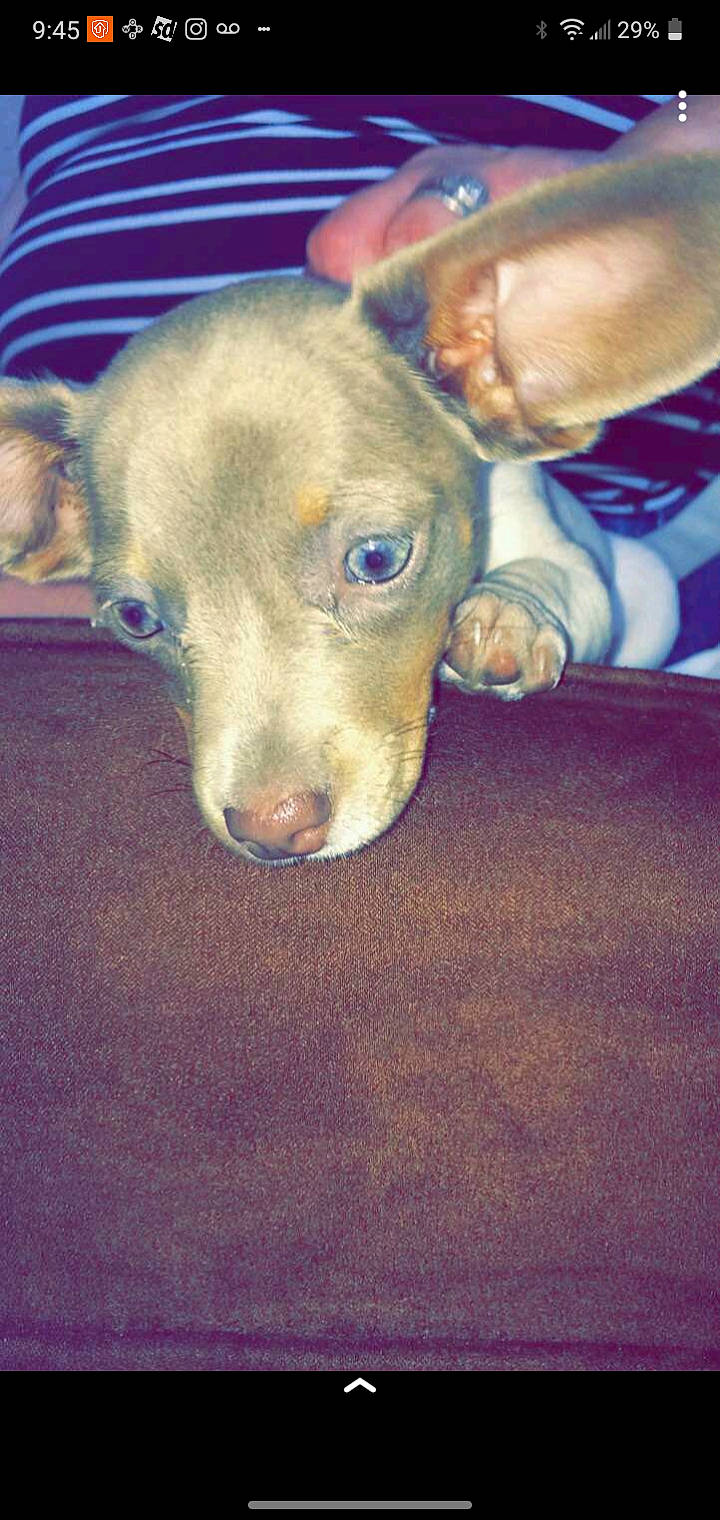 Lexi is registered to the contest to win money with this photo: canidae, carnivore, companion_dog, dog, dog_breed, ear, fawn, fur, non_sporting_group, puppy, snout, sporting_group, tail, terrestrial_animal, whiskers, working_animal