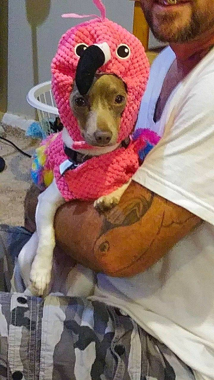 Lexi joined the competition — help win amazing prizes! art, canidae, cap, child, companion_dog, costume, ear, fawn, fur, headgear, linens, mask, plush, selfie, stuffed_toy, toy, visual_arts, wool, woolen, working_animal