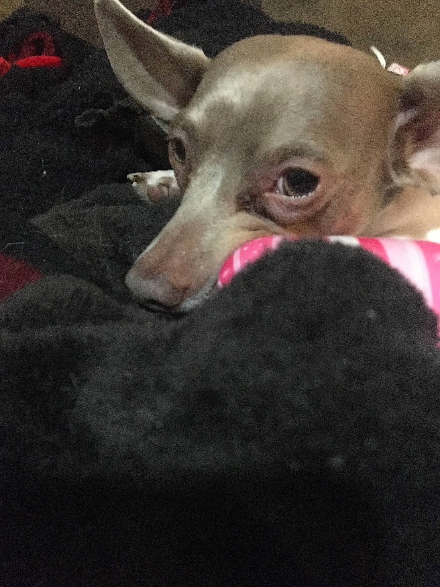 Lexi is registered to the contest to win money with this photo: canidae, carmine, carnivore, collar, companion_dog, corgi_chihuahua, dog, dog_breed, ear, fang, fashion_accessory, fawn, felidae, fur, jaw, magenta, snout, sporting_group, whiskers, working_animal