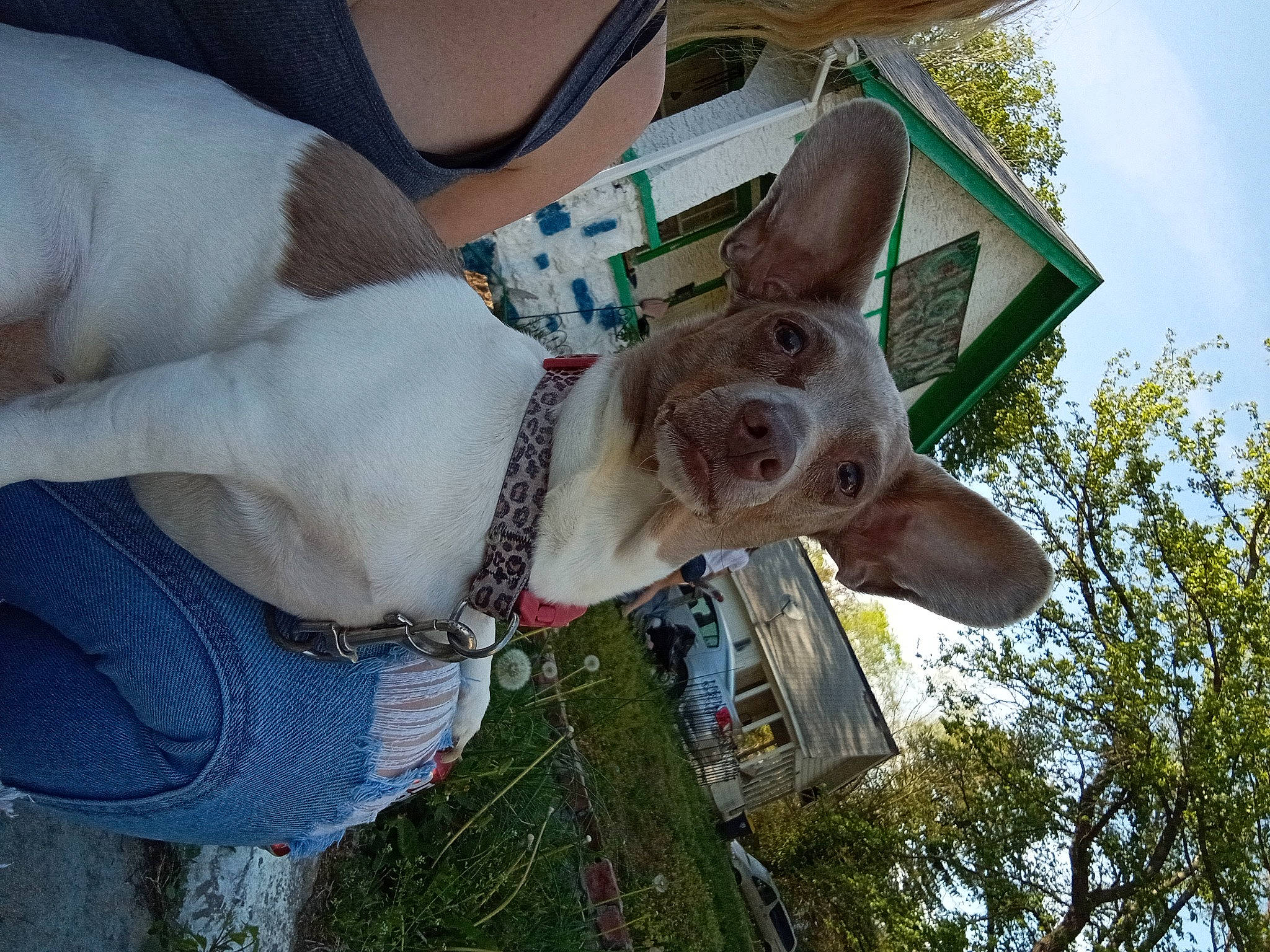 Lexi joined the competition — help win amazing prizes! canidae, carnivore, cloud, collar, dog, dog_breed, dog_collar, fashion_accessory, fawn, fun, giraffidae, grass, guard_dog, pole, sky, snout, sporting_group, tree, wood, working_animal