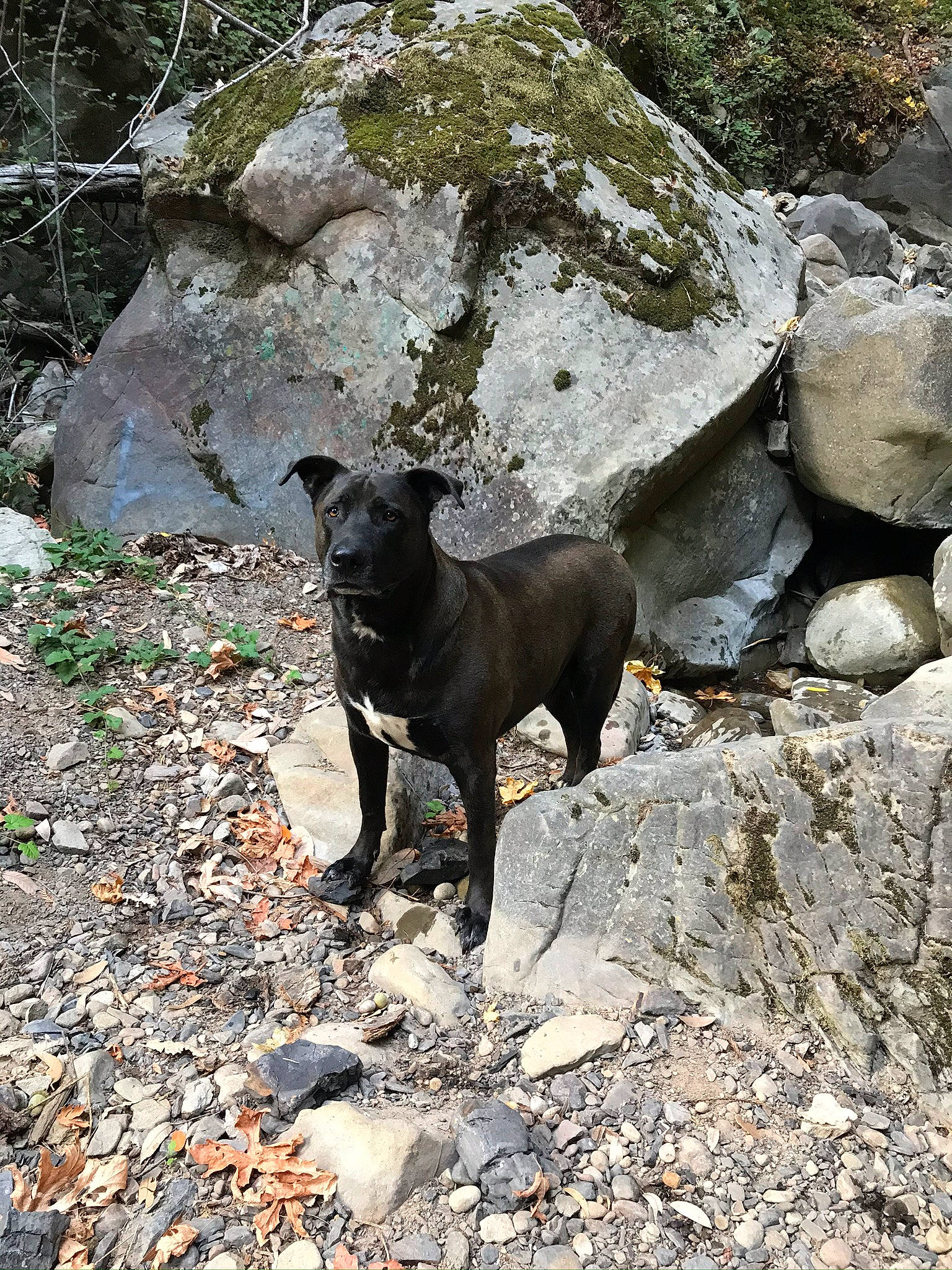 Maverick joined the competition — help win amazing prizes! bedrock, canidae, carnivore, collar, companion_dog, dog, dog_breed, dog_collar, fawn, formosan_mountain_dog, groundcover, guard_dog, non_sporting_group, outcrop, rock, rubble, snout, sporting_group, terrestrial_animal, working_animal