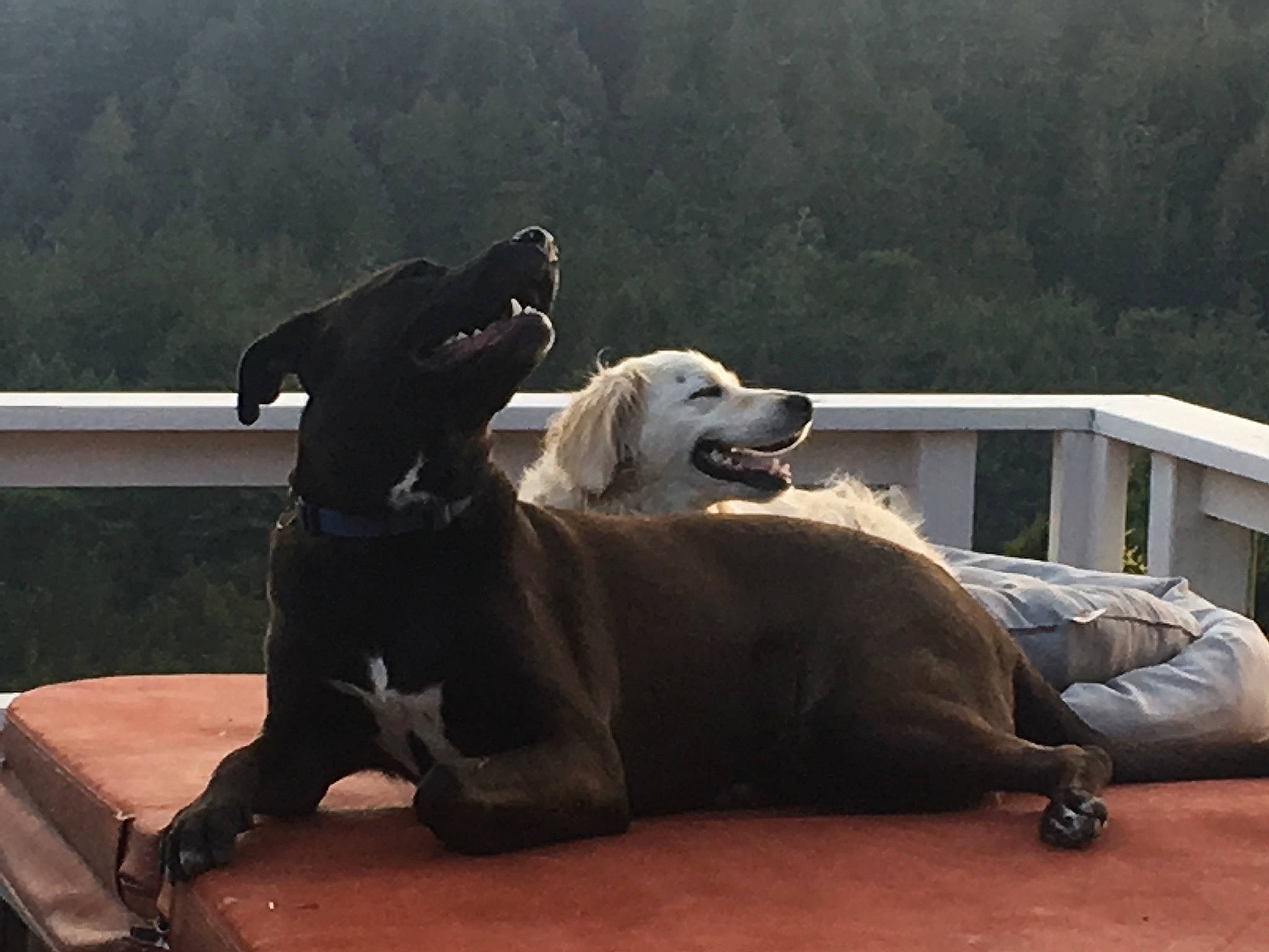 Maverick joined the competition — help win amazing prizes! canidae, carnivore, comfort, companion_dog, dog, dog_breed, giant_dog_breed, guard_dog, retriever, sporting_group, tongue, tooth, working_animal, working_dog