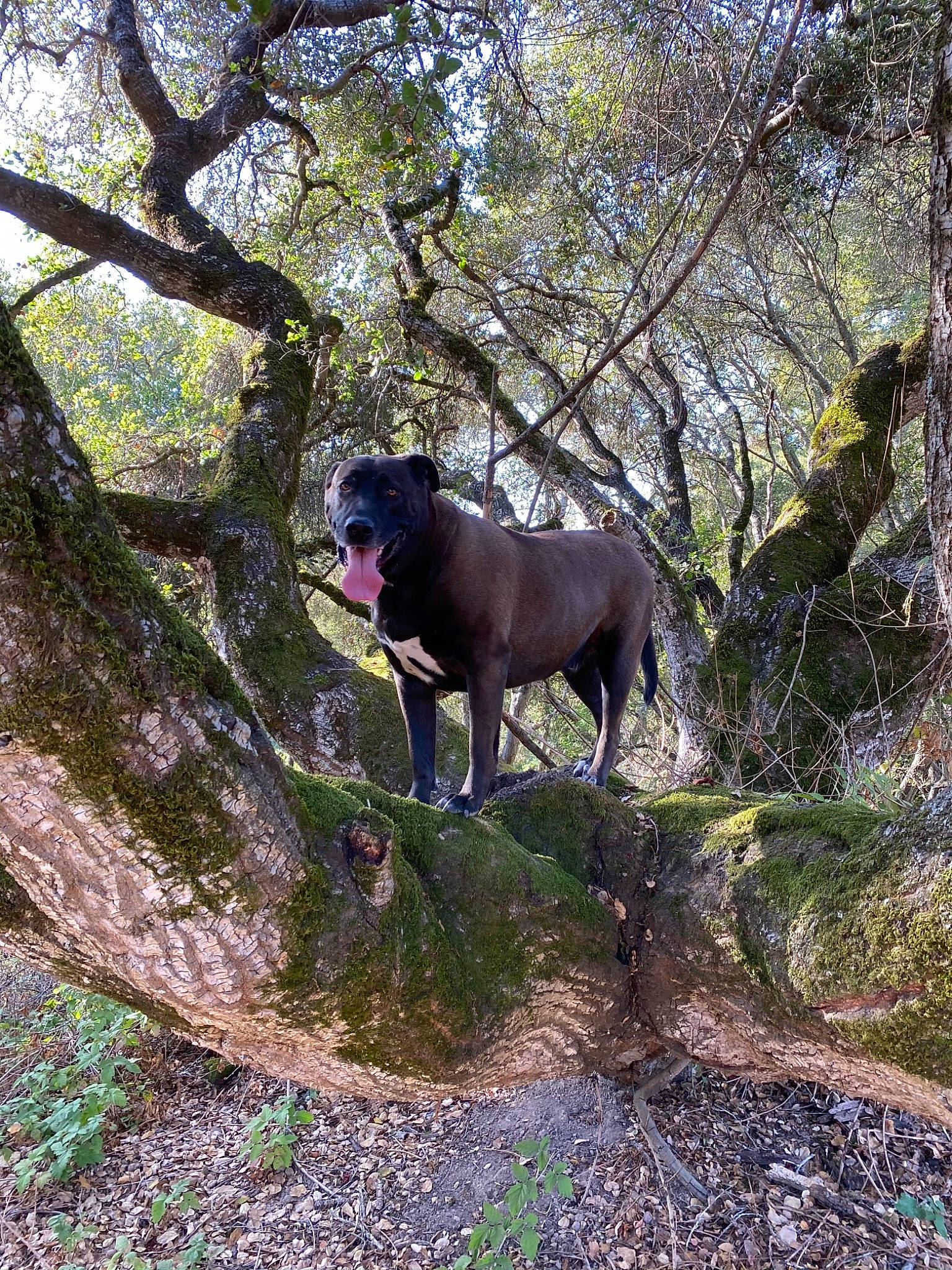 Maverick joined the competition — help win amazing prizes! borador, branch, canidae, carnivore, collar, companion_dog, deciduous, dog, dog_breed, fawn, forest, hunting_dog, jungle, liver, northern_hardwood_forest, sporting_group, temperate_broadleaf_and_mixed_forest, trunk, woodland, working_animal