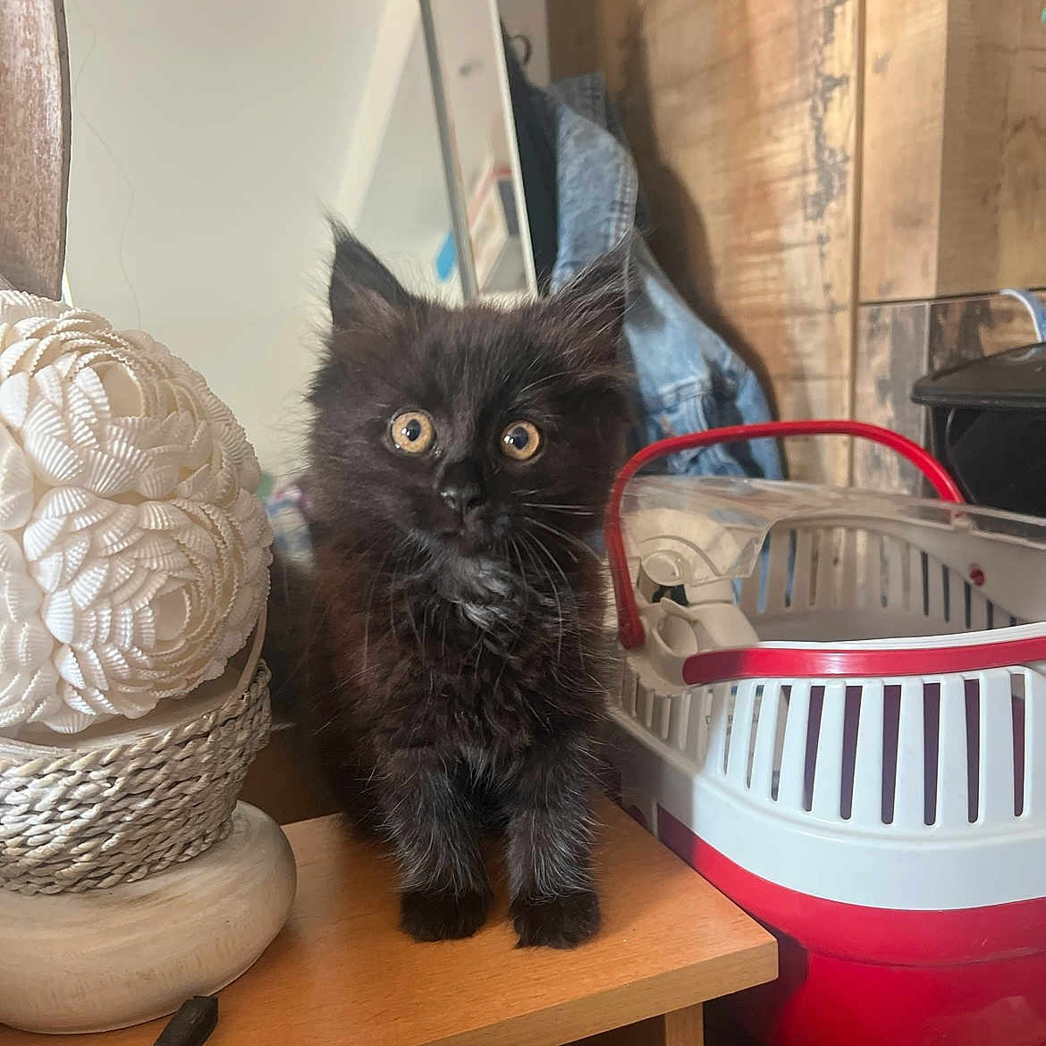 Night participe au concours pour gagner de l'argent avec cette photo : animal, black_cat, closeup, cozy, curious, decorative_ball, domestic, ears, eyes, feline, fur, furniture, household, indoor, jacket, kitten, pet_carrier, table, whiskers, wooden_surface
