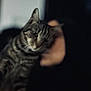 Caramel participe au concours pour gagner de l'argent avec cette photo : cat, tabby_cat, animal, pet, feline, close_up, blurry, dark_background, indoor, person_hand, holding, mammal, whiskers, ears, striped, fur, portrait, face, domestic_animal, companion
