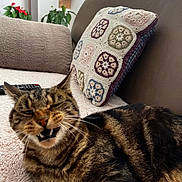 Caramel a rejoint le concours — aidez-le/la à gagner de superbes lots ! cat, tabby, feline, pet, indoor, couch, pillow, crochet, remote_control, fur, whiskers, teeth, relaxed, home, living_room, cozy, closeup, animal, mammal, resting