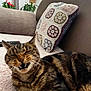 cat, tabby, feline, pet, indoor, couch, pillow, crochet, remote_control, fur, whiskers, teeth, relaxed, home, living_room, cozy, closeup, animal, mammal, resting