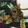cat, tabby, yawning, pet, feline, whiskers, paw, fur, indoor, cushion, pattern, leaf, green, black, pink_dots, relaxed, animal, closeup, cute, sleepy