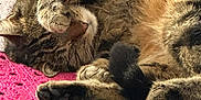 Caramel participe au concours pour gagner de l'argent avec cette photo : cat, tabby, sleeping, paw, furry, cozy, blanket, crochet, textile, pattern, striped, pet, cute, indoor, relaxation, animal, fur, whiskers, nose, tail