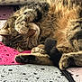 cat, tabby, sleeping, paw, furry, cozy, blanket, crochet, textile, pattern, striped, pet, cute, indoor, relaxation, animal, fur, whiskers, nose, tail