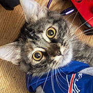 Pepper Girl is registered to the contest to win money with this photo: blue_shirt, cable, cat, closeup, clothing, curious, ear, floor, fur, game_controller, indoor, kitten, pet, portrait, red_controller, tabby_cat, whiskers, wide_eyes, wood_floor, yellow_eyes