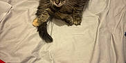 Pepper is registered to the contest to win money with this photo: kitten, cat, tabby, fur, pet, animal, whiskers, bed, sheet, fabric, red_cloth, black_cloth, curious, small, cute, indoor, playful, ears, tail, eyes