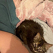 Pepper is registered to the contest to win money with this photo: kitten, cat, animal, pet, bed, blanket, fur, cozy, tattoo, human_arm, indoor, cute, resting, soft, sleepy, eyes, feline, domestic, comfort, closeup