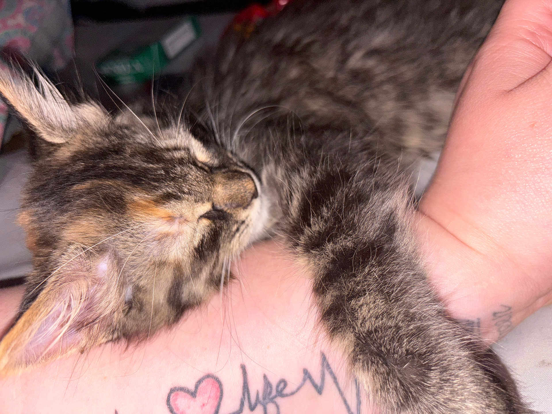 Pepper is registered to the contest to win money with this photo: kitten, tabby, sleeping, paw, tattoo, wrist, close_up, fur, pet, animal, cute, resting, indoor, human_hand, feline, adorable, snuggling, domestic_cat, young_cat, cozy