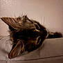 Pepper is registered to the contest to win money with this photo: cat, kitten, tabby, fur, whiskers, close_up, sleeping, resting, head, soft_surface, pet, animal, indoor, cozy, cute, young_cat, feline, ears, portrait, calm