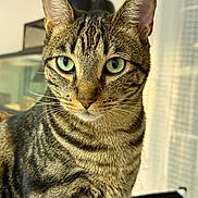 Ash is registered to the contest to win money with this photo: cat, tabby_cat, green_eyes, close_up, portrait, feline, whiskers, striped_fur, indoor, pet, animal, looking_away, sharp_focus, soft_background, ears, nose, fur_texture, domestic_cat, cute, alert