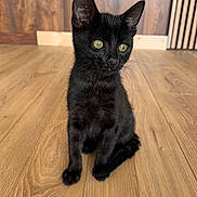 Bosco a rejoint le concours — aidez-le/la à gagner de superbes lots ! black_cat, kitten, pet, animal, indoor, wooden_floor, yellow_eyes, sitting, fur, cute, young_cat, whiskers, ears, flooring, background, domestic_cat, portrait, feline, soft_light, wood_paneling