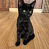 black_cat, kitten, pet, animal, indoor, wooden_floor, yellow_eyes, sitting, fur, cute, young_cat, whiskers, ears, flooring, background, domestic_cat, portrait, feline, soft_light, wood_paneling