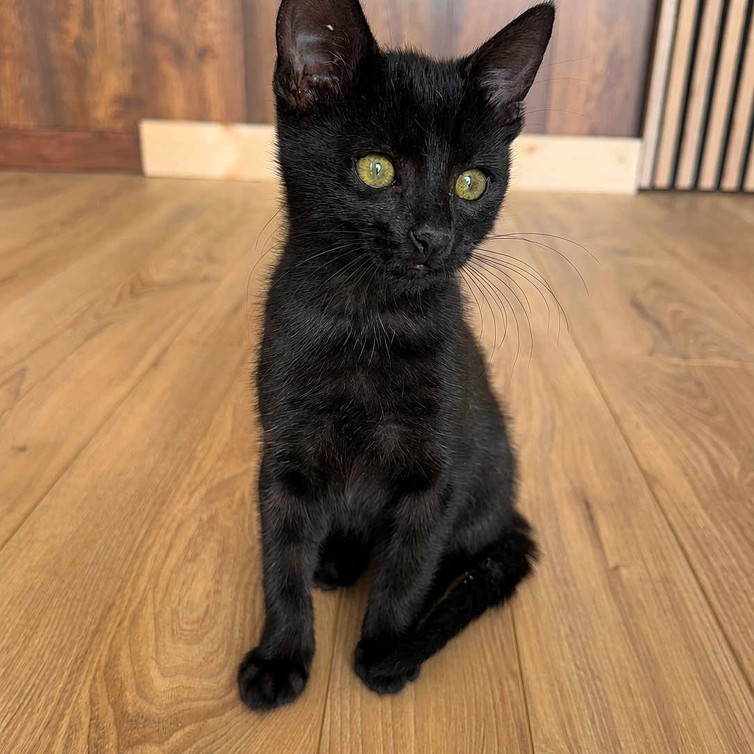 Bosco