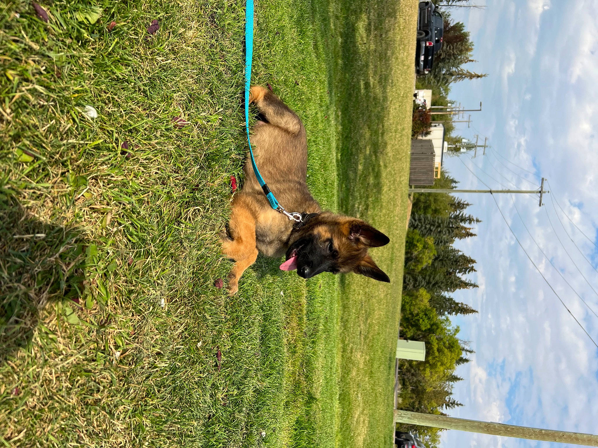 Grizzly joined the competition — help win amazing prizes! canidae, carnivore, cloud, companion_dog, dog, dog_breed, elbow, fun, grass, guard_dog, pet_supply, plant, pole, sky, sporting_group, tree, working_dog