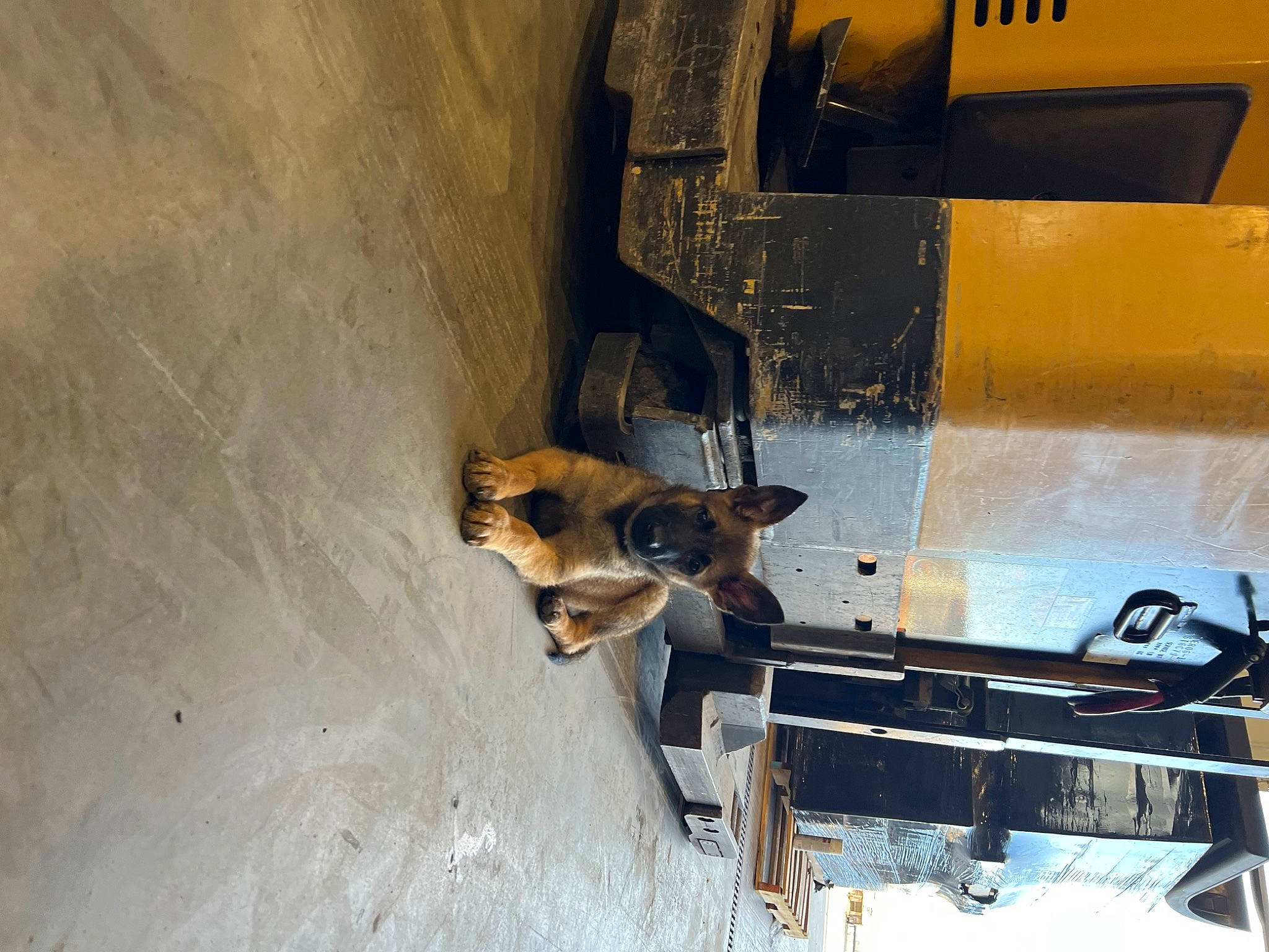 Grizzly is registered to the contest to win money with this photo: auto_part, automotive_exterior, automotive_tire, bumper, carnivore, concrete, dog, electrical_supply, fender, gas, machine, metal, motor_vehicle, tints_and_shades, tire, vehicle, vehicle_door, windshield, wood, working_animal