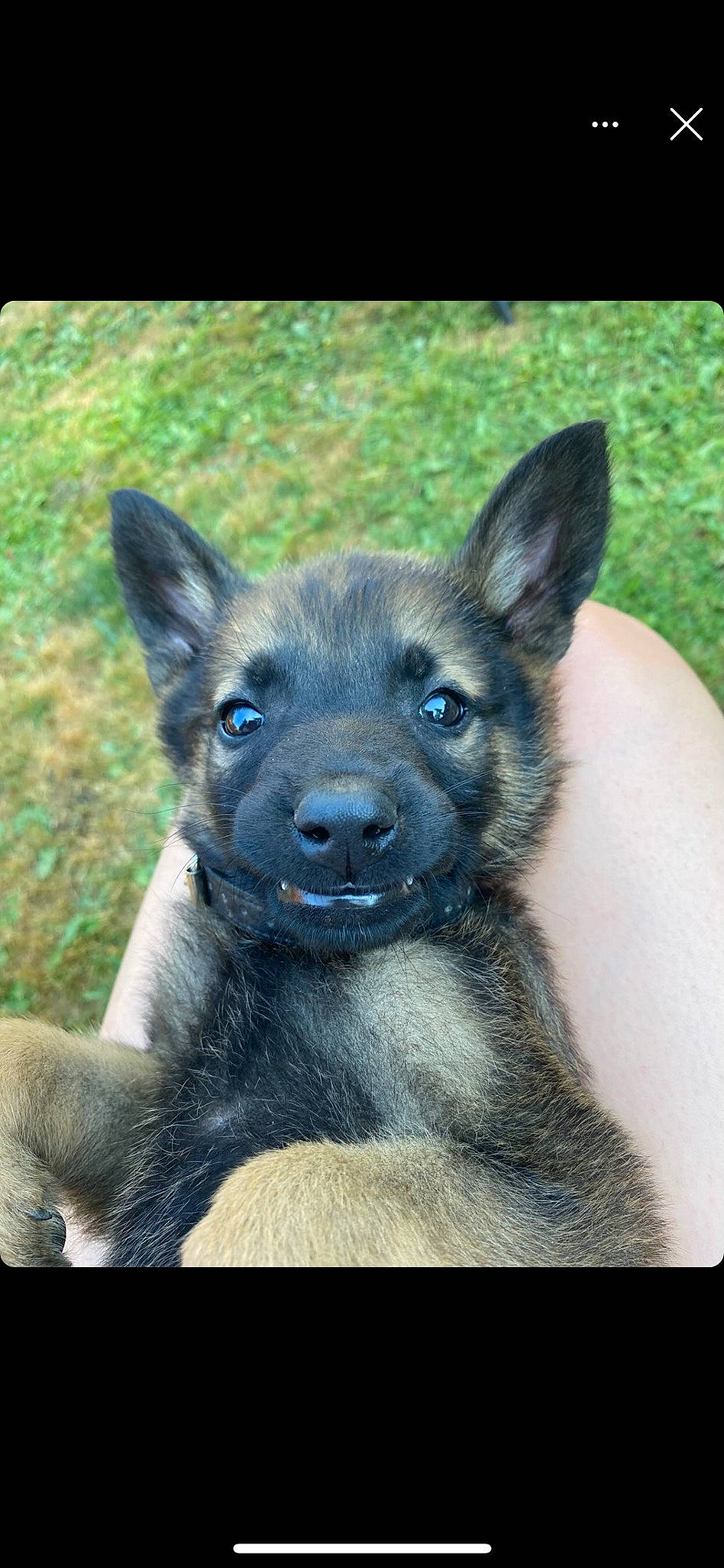 Grizzly is registered to the contest to win money with this photo: canidae, carnivore, companion_dog, dog, dog_breed, electric_blue, fawn, fur, grass, liver, non_sporting_group, snout, sporting_group, terrestrial_animal, toy_dog, whiskers, working_animal, working_dog