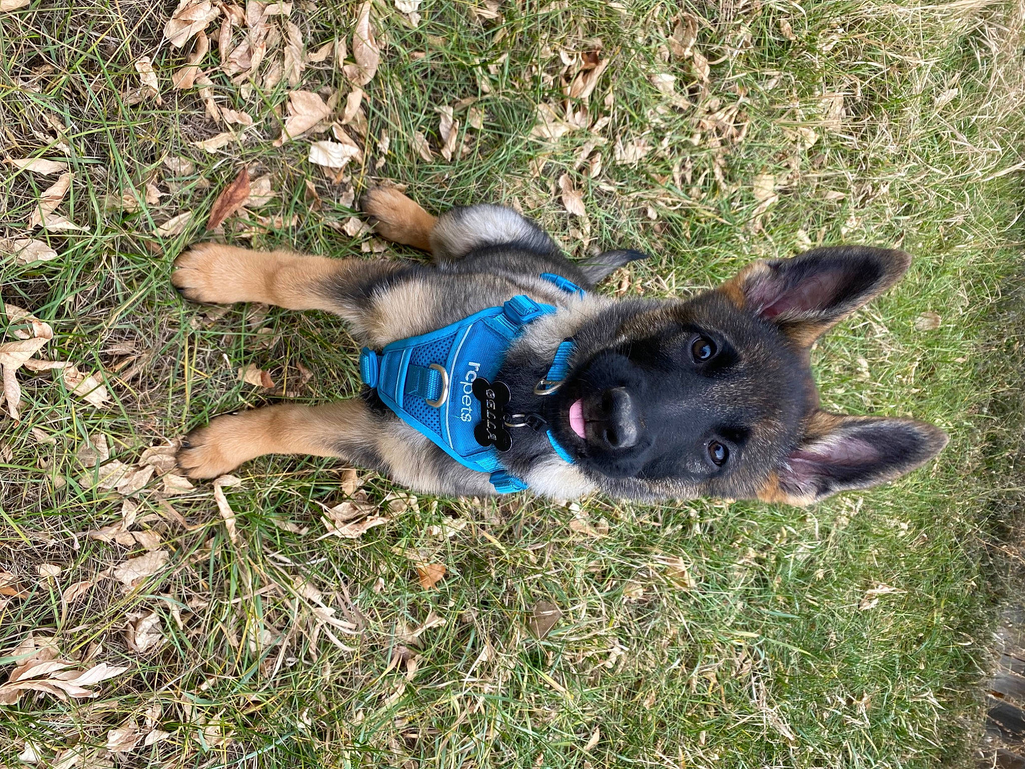 Bella joined the competition — help win amazing prizes! australian_stumpy_tail_cattle_dog, canidae, carnivore, companion_dog, dog, dog_breed, dog_supply, electric_blue, fawn, grass, paw, plant, snout, soil, sporting_group, tail, terrestrial_animal, working_animal, working_dog