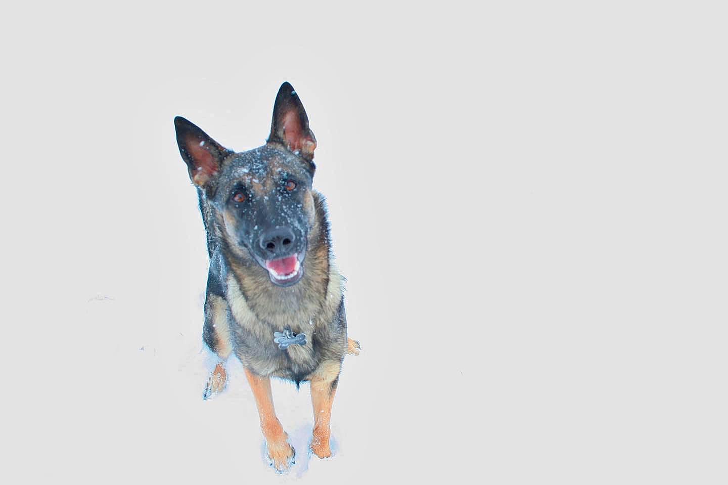 Bella joined the competition — help win amazing prizes! art, canidae, canis, carnivore, dog, dog_breed, dog_supply, fur, german_shepherd_dog, guard_dog, herding_dog, hunting_dog, king_shepherd, non_sporting_group, sporting_group, working_animal, working_dog