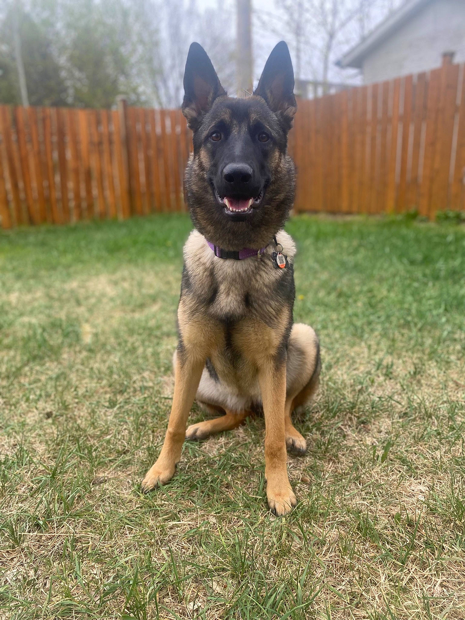 Bella is registered to the contest to win money with this photo: australian_cattle_dog, australian_stumpy_tail_cattle_dog, carnivore, collar, companion_dog, dog, dog_breed, dog_collar, fawn, fence, grass, guard_dog, herding_dog, home_fencing, plant, sporting_group, tail, whiskers, working_animal, working_dog