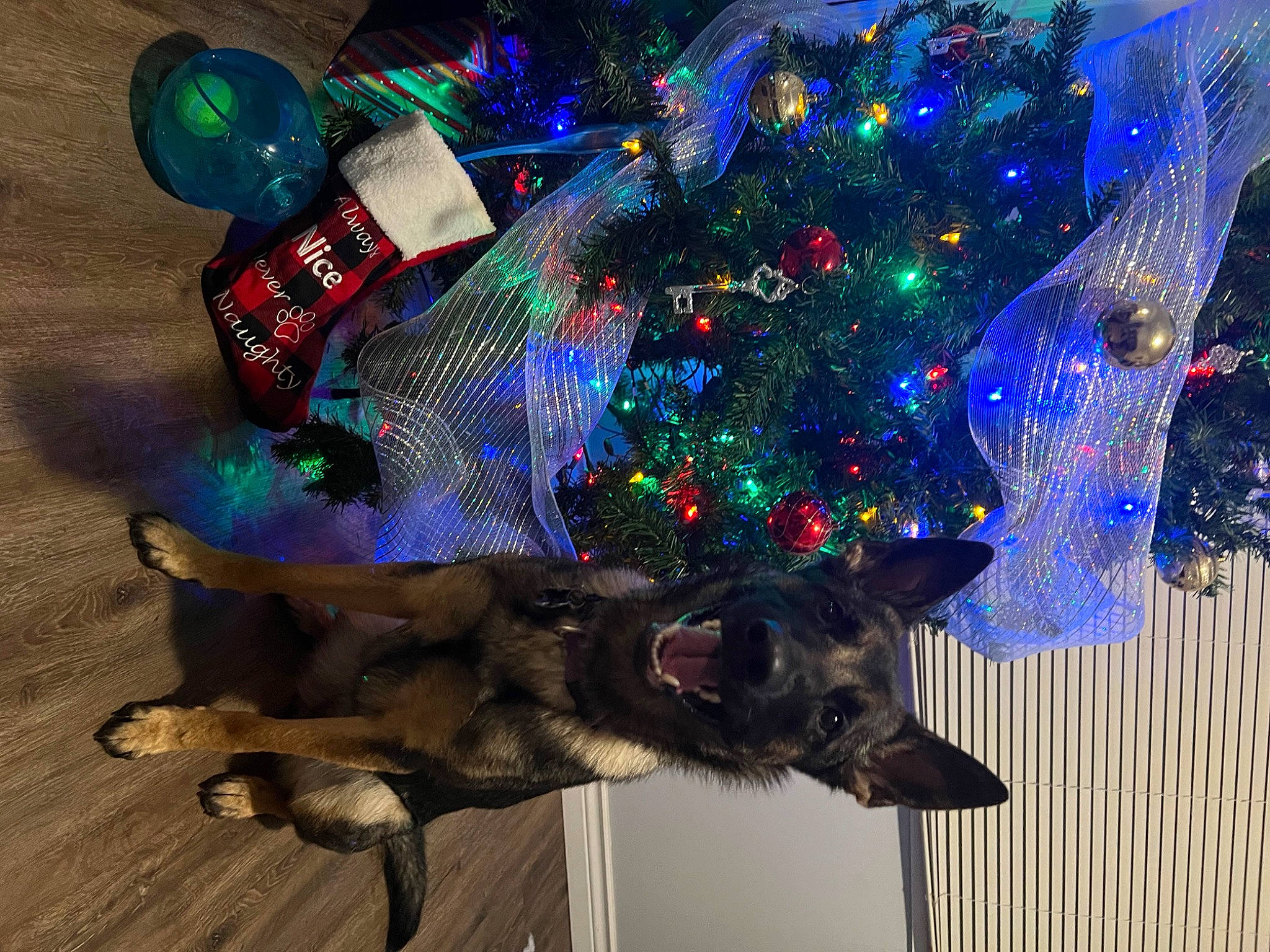 Bella is registered to the contest to win money with this photo: carnivore, christmas, christmas_decoration, christmas_eve, christmas_ornament, christmas_tree, conifer, dog, dog_breed, electric_blue, event, fawn, fur, holiday, holiday_ornament, interior_design, ornament, tree, wood, working_animal