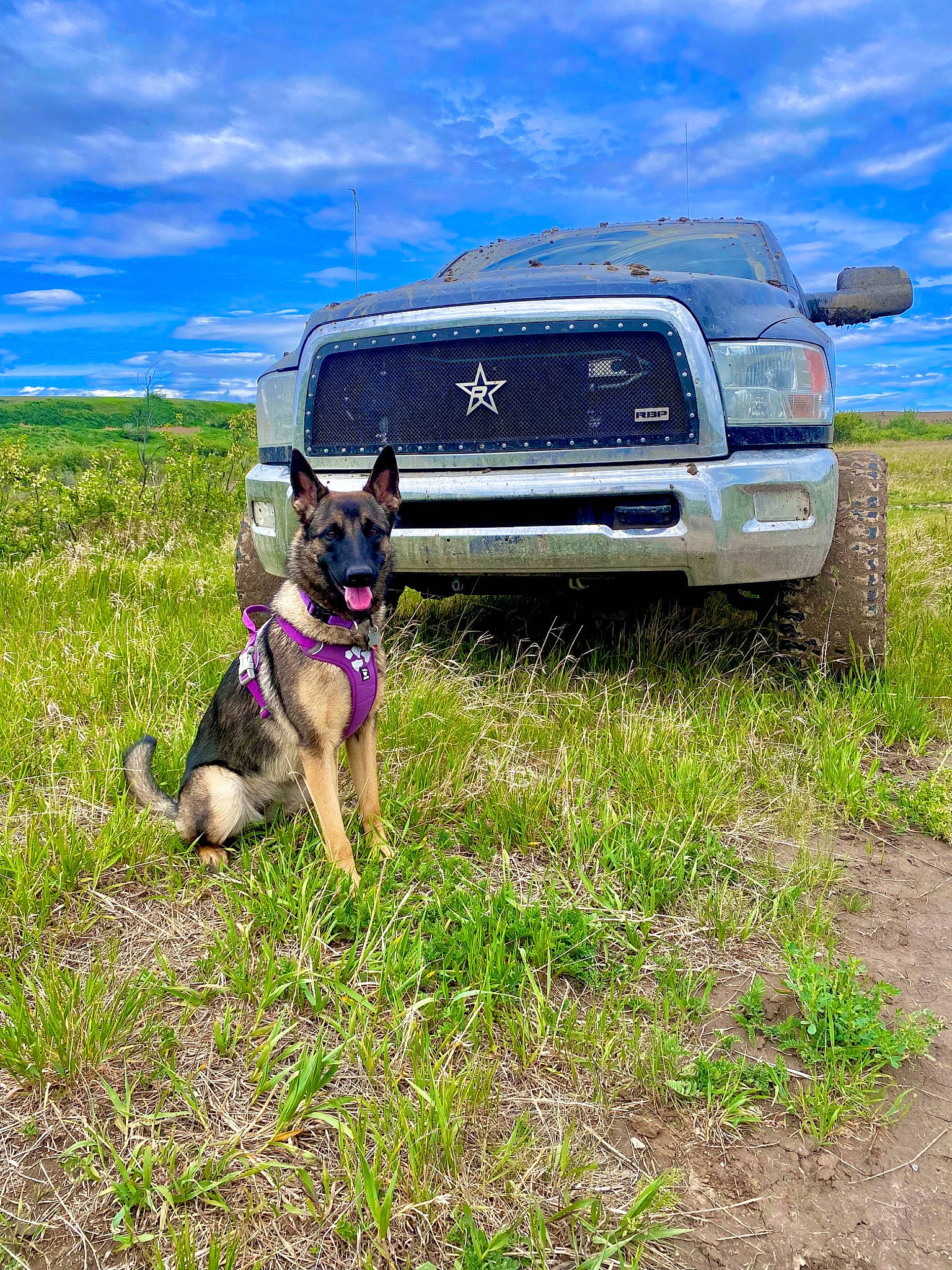 Bella joined the competition — help win amazing prizes! automotive_lighting, automotive_tire, bumper, car, carnivore, cloud, dog, dog_breed, fender, grass, grassland, grille, hood, landscape, plant, sky, tire, vehicle, wheel, working_animal