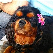 Lisbonne a rejoint le concours — aidez-le/la à gagner de superbes lots ! dog, black_and_tan, flower, pet, cute, relaxed, fur, ears, animal, companion, indoor, close_up, portrait, curly_fur, person, arm, clothing, resting, cute_pet, domestic_animal