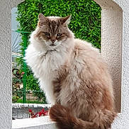 Cht'I Ouioui a rejoint le concours — aidez-le/la à gagner de superbes lots ! cat, fluffy, window, arch, greenery, outdoor, animal, feline, pet, fur, tail, nature, portrait, sitting, cute, whiskers, ears, face, garden, domestic