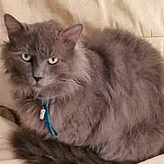 Mako a rejoint le concours — aidez-le/la à gagner de superbes lots ! cat, gray_cat, fluffy, feline, pet, collar, tag, indoor, couch, beige, fur, animal, whiskers, ears, tail, resting, cute, domestic_cat, portrait, sitting