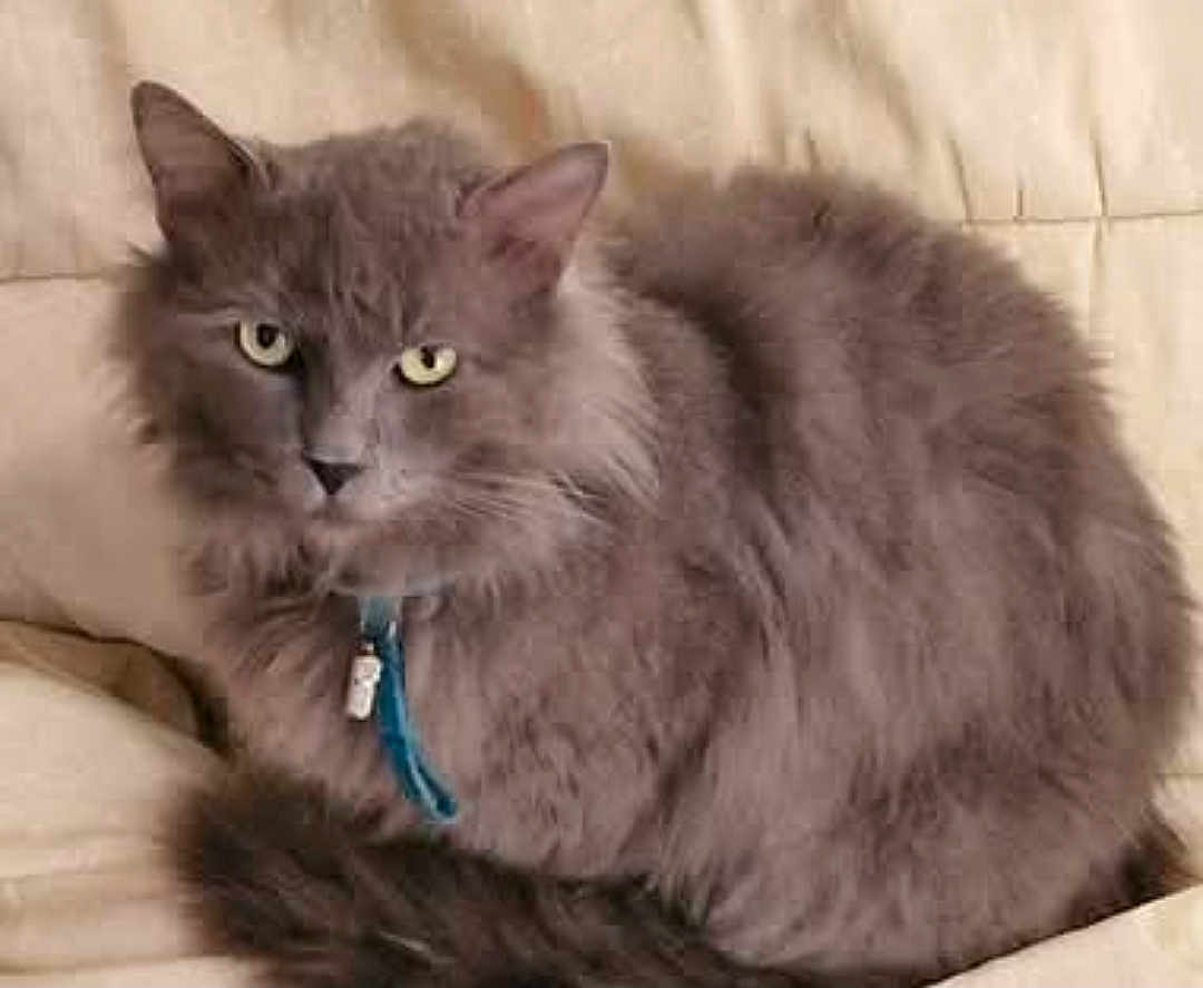 Mako a rejoint le concours — aidez-le/la à gagner de superbes lots ! cat, gray_cat, fluffy, feline, pet, collar, tag, indoor, couch, beige, fur, animal, whiskers, ears, tail, resting, cute, domestic_cat, portrait, sitting