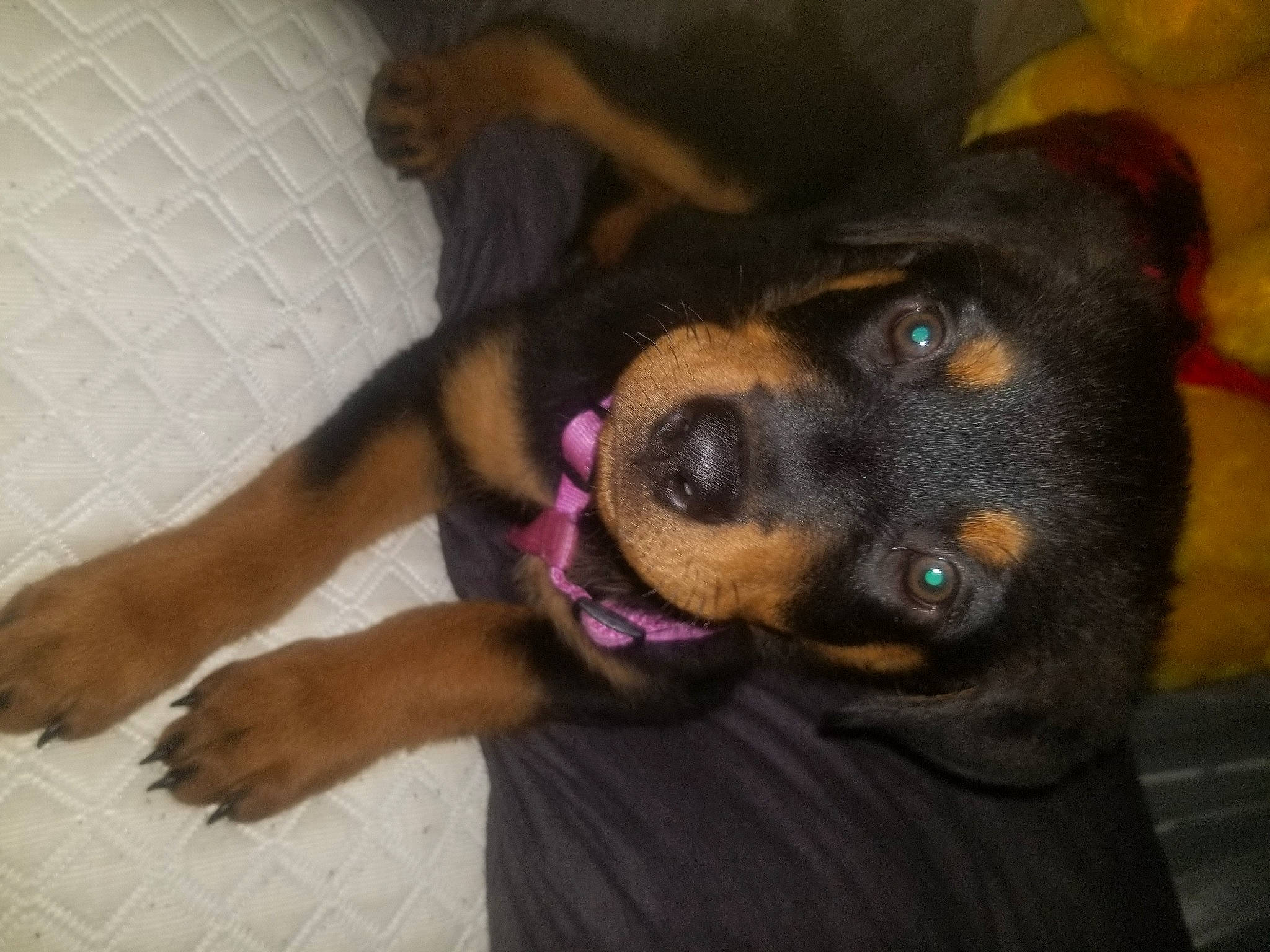 Myah is registered to the contest to win money with this photo: canidae, carnivore, comfort, companion_dog, dog, dog_breed, ear, fawn, guard_dog, paw, rottweiler, sporting_group, working_animal, working_dog