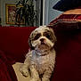 Tinkie Velez is registered to the contest to win money with this photo: dog, puppy, fluffy, white, brown, gold_chain, couch, pillows, indoor, plant, artwork, red_couch, beige_cushion, pet, sitting, cozy, home, fur, cute, animal