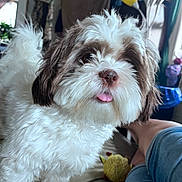 Tinkie Velez is registered to the contest to win money with this photo: dog, fluffy, white, brown, pet, tongue_out, couch, indoor, person_leg, plush_toy, lamp, home, furniture, cute, animal, companion, relaxation, fur, small_dog, friendly