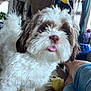 dog, fluffy, white, brown, pet, tongue_out, couch, indoor, person_leg, plush_toy, lamp, home, furniture, cute, animal, companion, relaxation, fur, small_dog, friendly