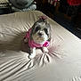 dog, small_dog, pink_clothing, flower_accessory, bed, bedspread, wrinkles, indoor, furniture, dresser, blanket, plush, pet, cute, animal, fur, sitting, cozy, room, natural_light
