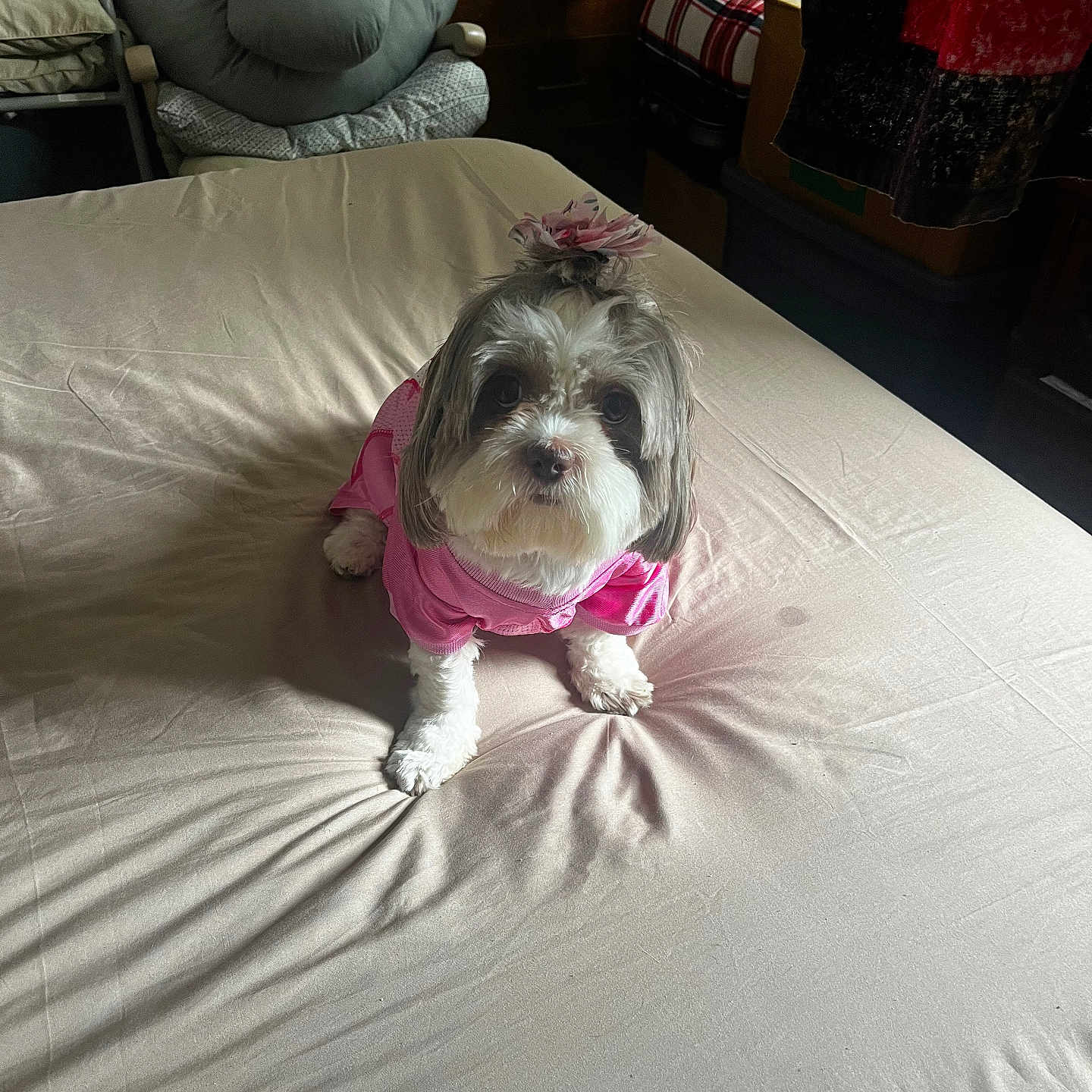 Tinkie Velez joined the competition — help win amazing prizes! animal, bed, bedspread, blanket, cozy, cute, dog, dresser, flower_accessory, fur, furniture, indoor, natural_light, pet, pink_clothing, plush, room, sitting, small_dog, wrinkles