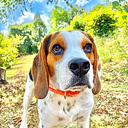 Peuf a rejoint le concours — aidez-le/la à gagner de superbes lots ! beagle, dog, canine, pet, collar, outdoor, grass, nature, sky, clouds, trees, leaves, sunlight, animal, mammal, portrait, closeup, cute, alert, garden