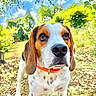 beagle, dog, canine, pet, collar, outdoor, grass, nature, sky, clouds, trees, leaves, sunlight, animal, mammal, portrait, closeup, cute, alert, garden