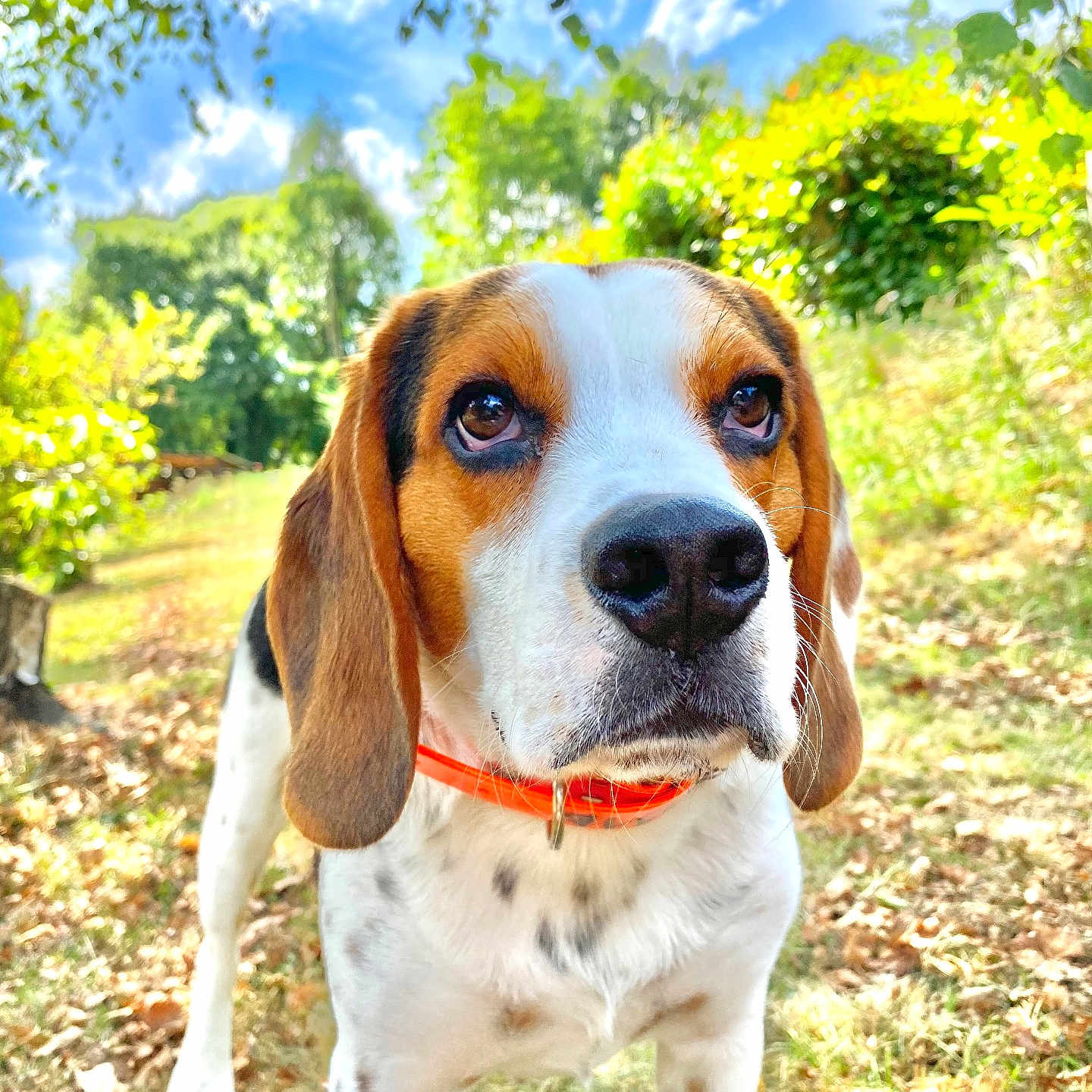 Peuf a rejoint le concours — aidez-le/la à gagner de superbes lots ! beagle, dog, canine, pet, collar, outdoor, grass, nature, sky, clouds, trees, leaves, sunlight, animal, mammal, portrait, closeup, cute, alert, garden