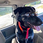 Apollo is registered to the contest to win money with this photo: animal, black_dog, canine, car_interior, daytime, dog, happy, leash, orange_collar, pet, reflection, road, seat, side_view, sunglasses, sunlight, tongue_out, travel, vehicle, window
