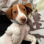 Wilbur joined the competition — help win amazing prizes! puppy, dog, brown_and_white, floppy_ears, wide_eyes, nose, paws, collar, lying_down, relaxed, cute, portrait, indoor, blanket, cuddly, cozy, pet, close_up, soft_furnishings, animal
