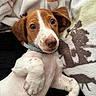 puppy, dog, brown_and_white, floppy_ears, wide_eyes, nose, paws, collar, lying_down, relaxed, cute, portrait, indoor, blanket, cuddly, cozy, pet, close_up, soft_furnishings, animal