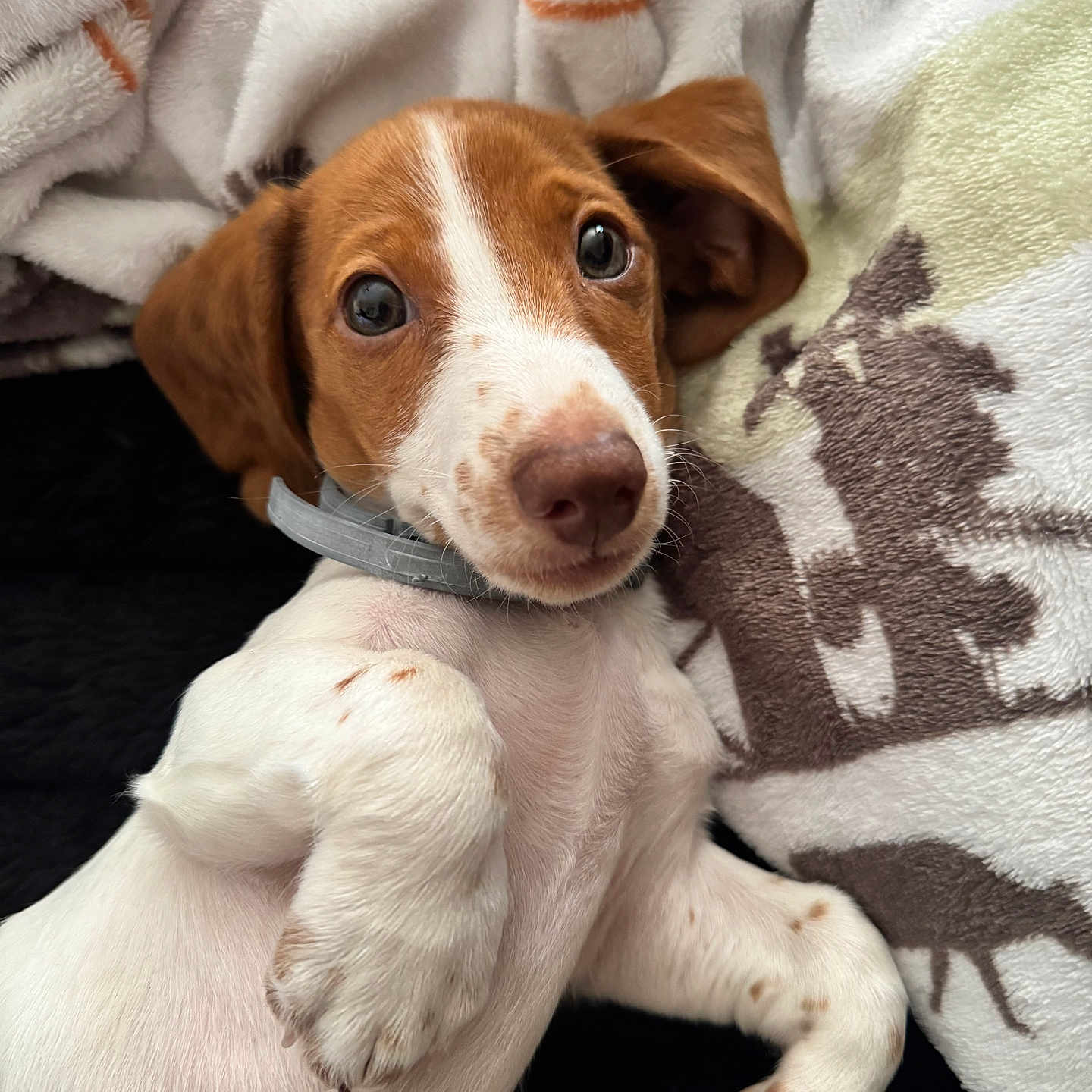 Wilbur joined the competition — help win amazing prizes! puppy, dog, brown_and_white, floppy_ears, wide_eyes, nose, paws, collar, lying_down, relaxed, cute, portrait, indoor, blanket, cuddly, cozy, pet, close_up, soft_furnishings, animal
